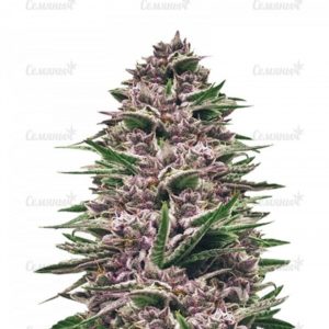 Семена сорта Jack Hammer (Jack Herer)