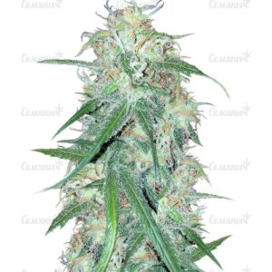 Семена сорта Grapefruit auto (FastBuds)