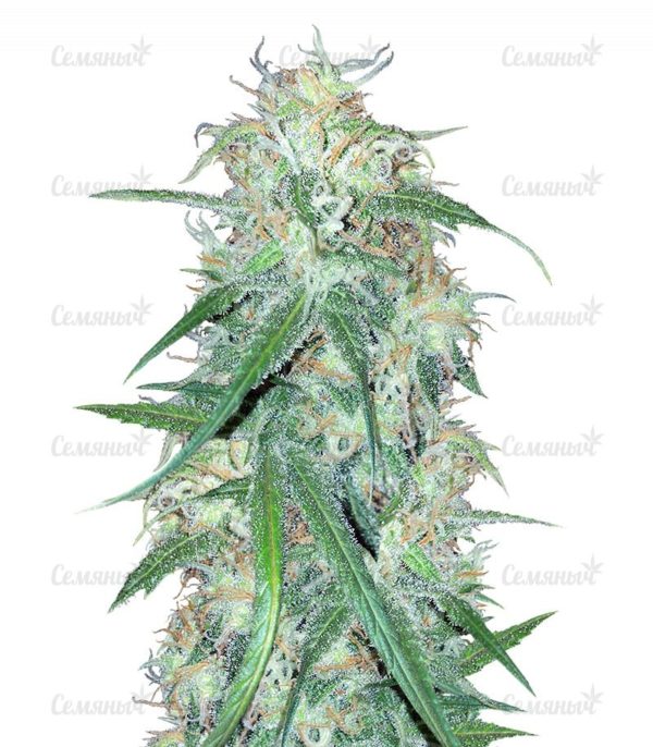 Семена сорта Grapefruit auto (FastBuds)