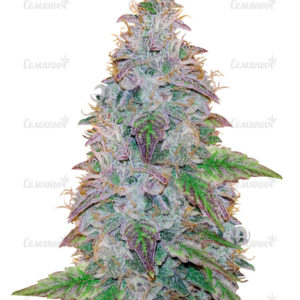 Семена сорта Critical Neville Haze 2.0 (Delicious Seeds)