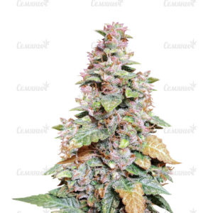Семена сорта Franco's Lemon Cheese (GHS)