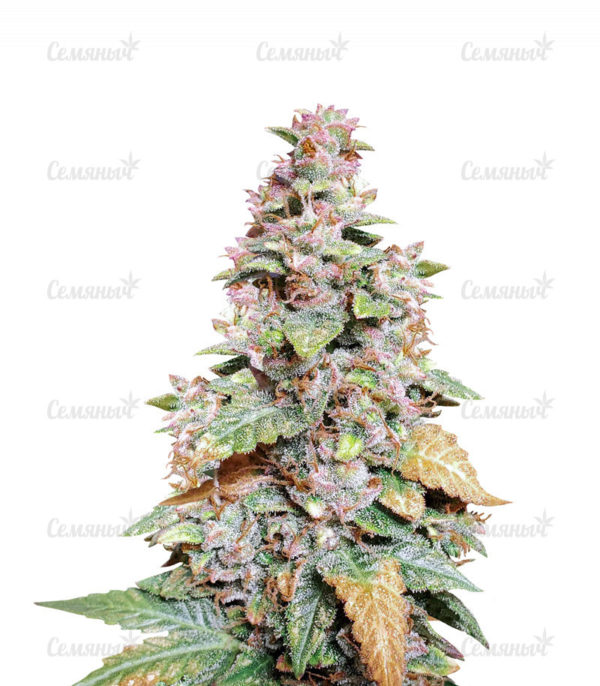 Семена сорта Franco's Lemon Cheese (GHS)