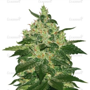 Семена сорта Motavation (Serious Seeds)