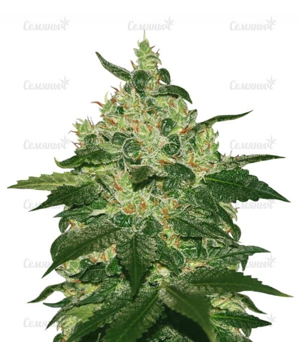 Семена сорта Motavation (Serious Seeds)
