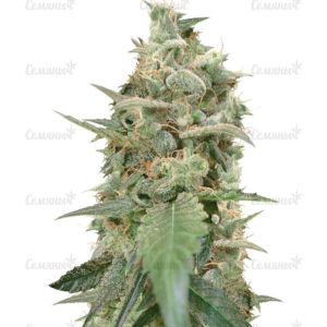Семена сорта S.A.D. Sweet Afgani Delicious CBD (Sweet Seeds)