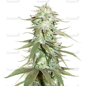 Семена сорта Girl Scout Cookies auto (FastBuds)