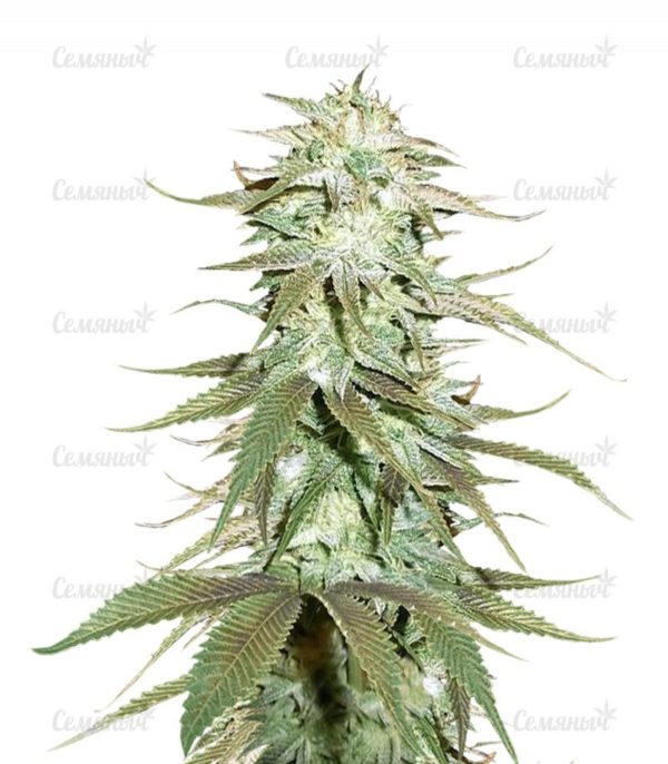 Семена сорта Girl Scout Cookies auto (FastBuds)