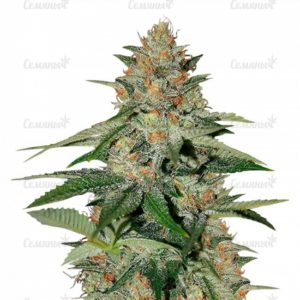 Семена сорта AK-77V (Victory Seeds)
