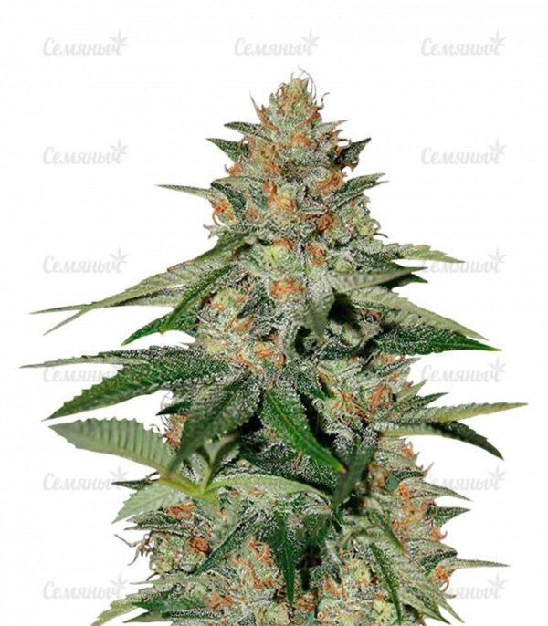 Семена сорта AK-77V (Victory Seeds)