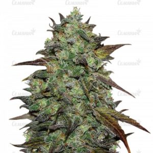 Семена сорта Dr. Grinspoon (Barney's Farm)
