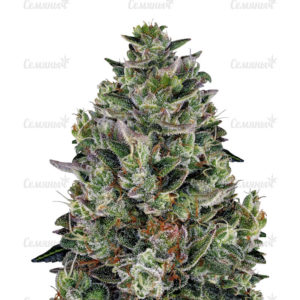 Семена сорта Cookies USA fem (Pyramid Seeds)