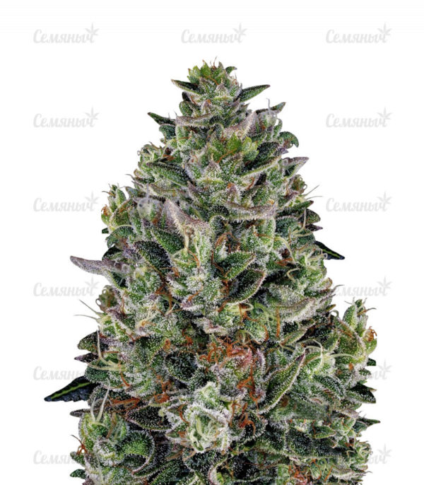 Семена сорта Cookies USA fem (Pyramid Seeds)