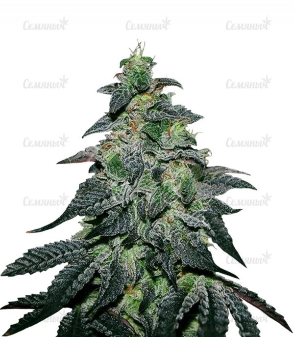 Семена сорта Californian Snow Auto (FastBuds)