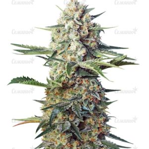 Семена сорта Arjan's Ultra Haze #1 (GHS)