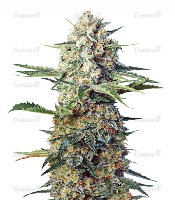 Семена сорта Arjan's Ultra Haze #1 (GHS)