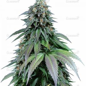 Семена сорта Appleberry (Sumo Seeds)