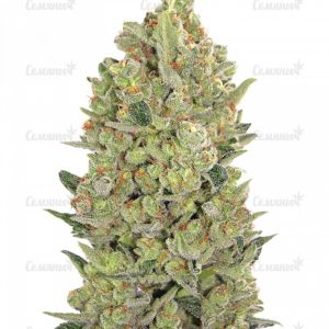 Семена сорта Money Bush (Heavyweight Seeds)