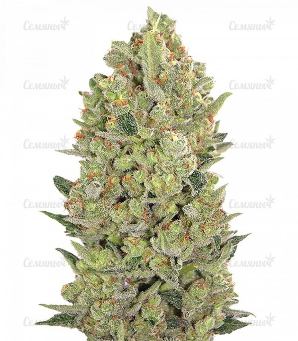 Семена сорта Money Bush (Heavyweight Seeds)