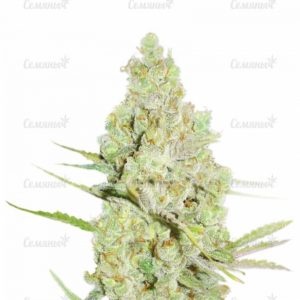 Семена сорта Bad Azz Kush