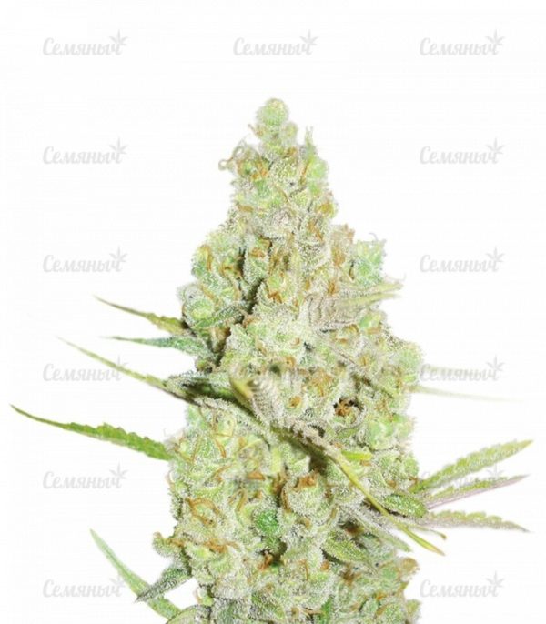 Семена сорта Bad Azz Kush