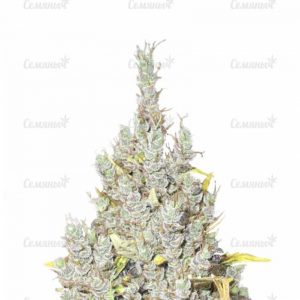 Семена сорта Blue Auto Mazar (Dutch Passion)