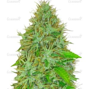 Семена сорта Sweet Harlem Diesel (Sumo Seeds)