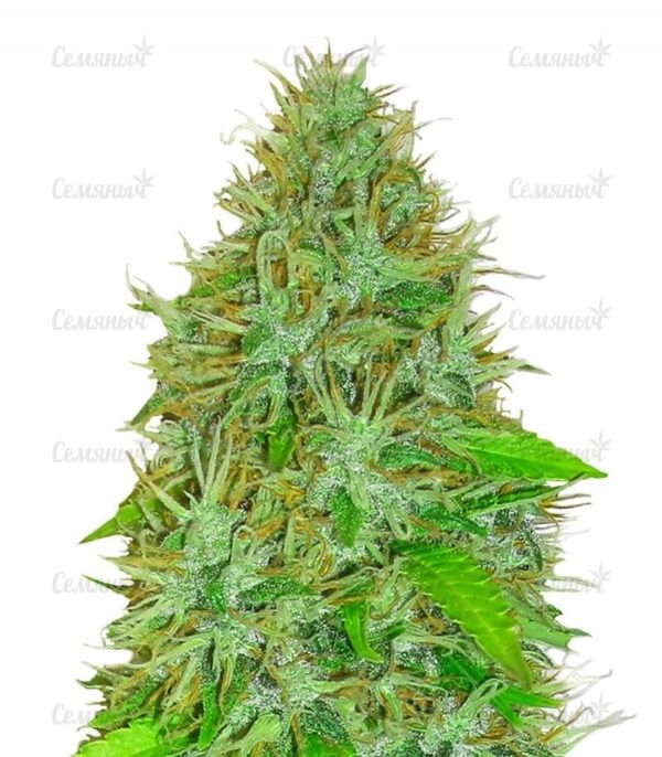 Семена сорта Sweet Harlem Diesel (Sumo Seeds)