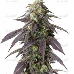 Семена сорта Lemon Cake (Heavyweight Seeds)