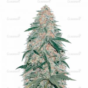 Семена сорта Orange Bud (Dutch Passion)