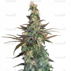 Семена сорта White Lemon (Strain Hunters)
