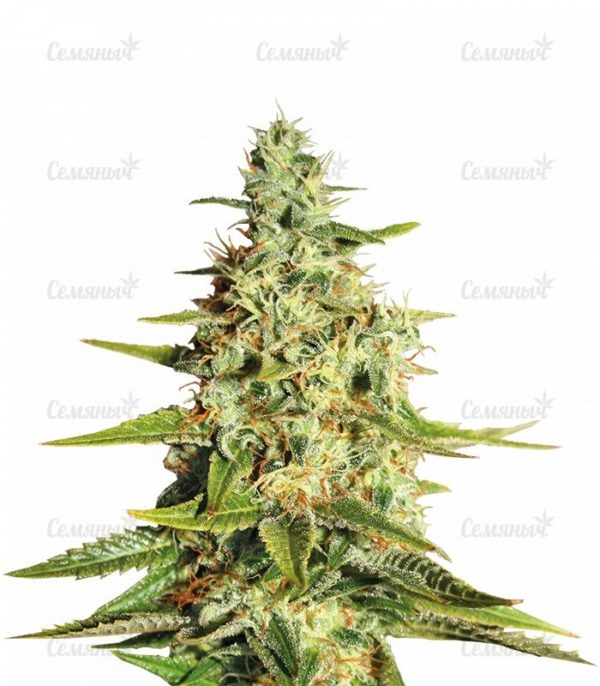 Семена сорта Midnight Mass (Heavyweight Seeds)