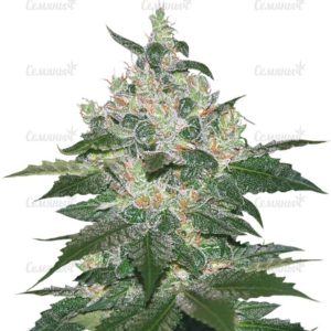 Семена сорта Wappa (Paradise Seeds)