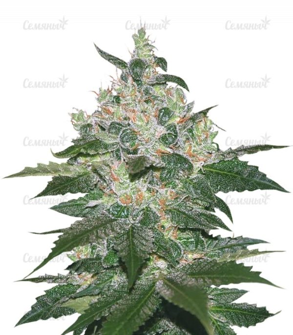 Семена сорта Wappa (Paradise Seeds)