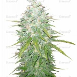 Семена сорта Afghan Kush X Black Domina (World of Seeds)