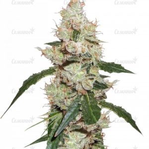 Семена сорта Auto Galaxy (Pyramid Seeds)