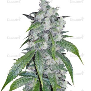 Семена сорта Sugar Gom auto
