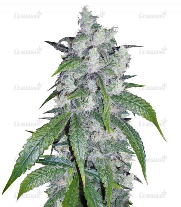 Семена сорта Sugar Gom auto