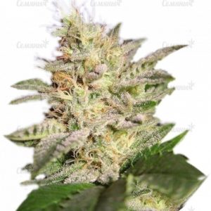 Семена сорта La Bella Afrodita (Delicious Seeds)