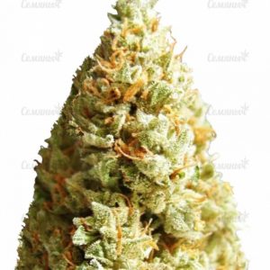 Семена сорта Lowryder auto fem (Doctor's Choise)