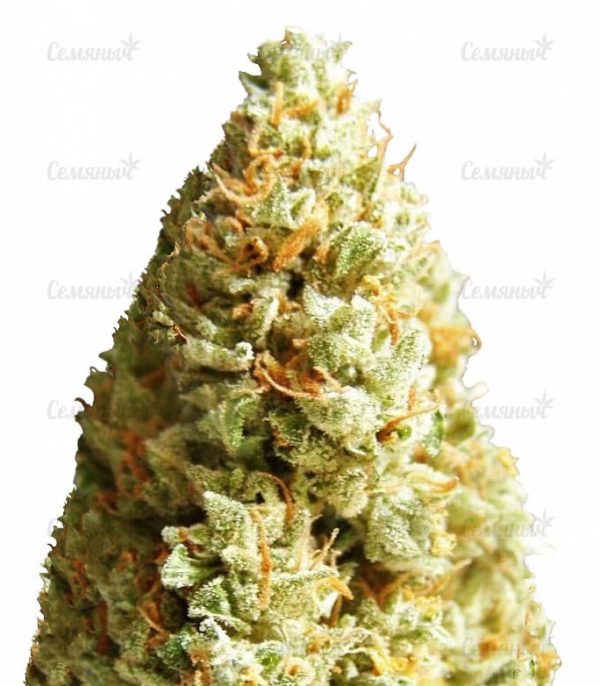 Семена сорта Lowryder auto fem (Doctor's Choise)