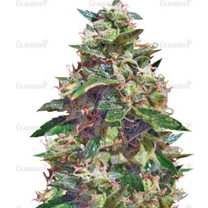 Семена сорта Ramses (Pyramid Seeds)