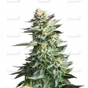 Семена сорта Sweet Valley Kush (GHS)