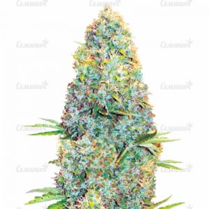 Семена сорта Lemon AK auto (FastBuds)