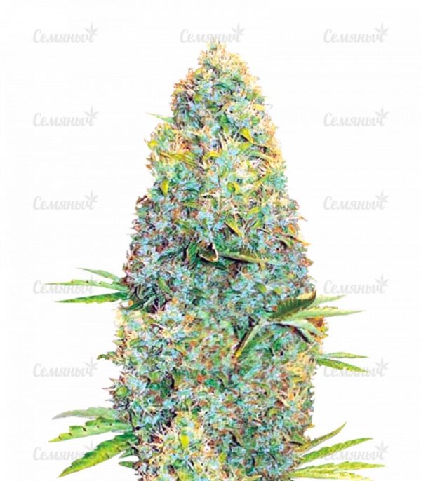 Семена сорта Lemon AK auto (FastBuds)
