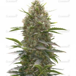 Семена сорта Kush-N-Cheese Autoflowering (Dinafem Seeds)