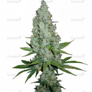 Семена сорта Critical Super Silver Haze (Delicious Seeds)
