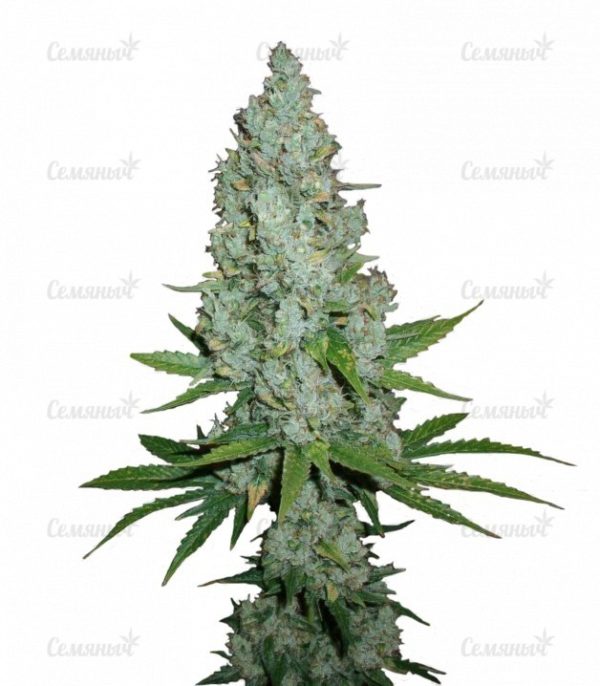 Семена сорта Critical Super Silver Haze (Delicious Seeds)