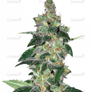 Семена сорта Anesthesia (Pyramid Seeds)