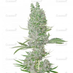 Семена сорта OG Kush Autoflowering (Dinafem Seeds)