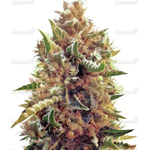 Семена сорта Purple Moby Dick (Dinafem Seeds)
